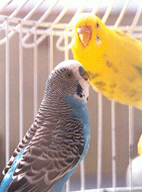 Periquito Astraliano